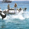 Dolphins in Eilat