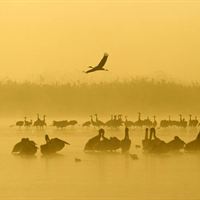 Pelicans at Hula Valley. Credit Thomas Krumenacker 