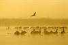 Pelicans at Hula Valley. Credit Thomas Krumenacker 