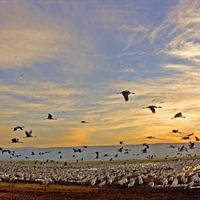 Cranes at Hula Valley. Credit Thomas Krumenacker  