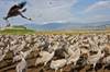 Cranes at Hula Valley. Credit Thomas Krumenacker