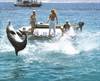 Dolphins in Eilat