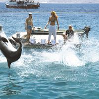 Dolphins in Eilat