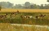 African Springbok