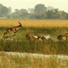 African Springbok