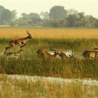 African Springbok