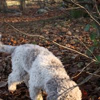 Lagotto Romagnolohundar letar