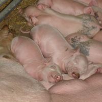 Svenska Pig