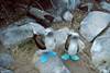 Blue-footed boobies on display in the Galapagos diorama of Fernbank Museum's new Darwin exhibition.