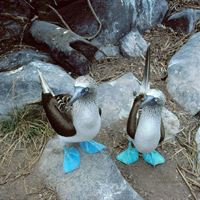 Blue-footed boobies on display in the Galapagos diorama of Fernbank Museum's new Darwin exhibition.