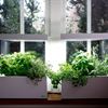 Vita Herb:ie i fönster