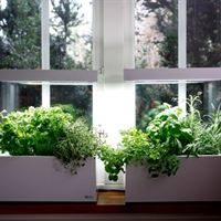 Vita Herb:ie i fönster