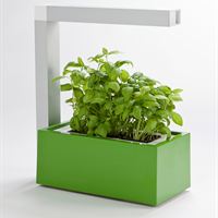 Herb:ie grön