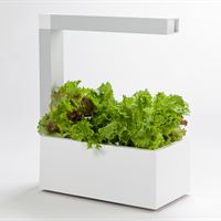 Herb.ie vit