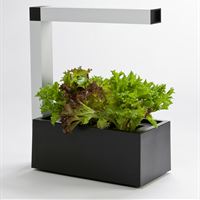 Svart Herb:ie