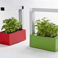 Röd Herb:ie