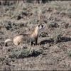 Black-Footed Ferret