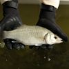 European Sea Bass