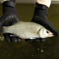 European Sea Bass
