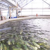 Yellowtail