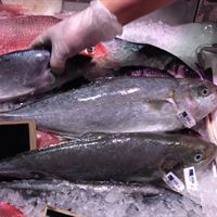 Yellowtail 