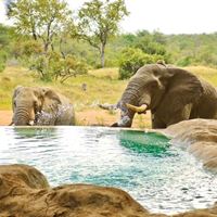 Motswari safari