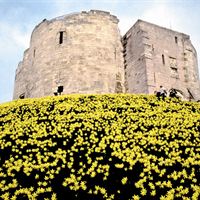 The daffodils at Clifford's Tower