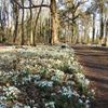 Snowdrops at Hoveton Hall