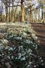 Snowdrops at Hoveton Hall