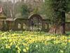 Daffodils leading to the spider gate at Hoveton Hall Gardens
