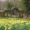 Daffodils leading to the spider gate at Hoveton Hall Gardens