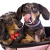 Pet ownership has served as an alternative to parenthood for some couples