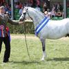 Cuddy Supreme Champion 2011