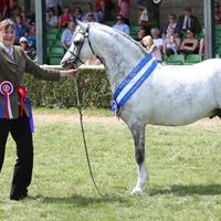 Cuddy Supreme Champion 2011