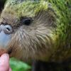 Sirocco Kakapo