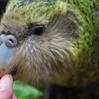 Sirocco Kakapo