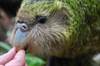 Sirocco Kakapo