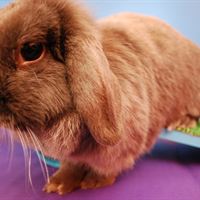 Rabbit on Teeter Totter