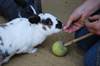Rabbit Target Training