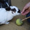 Rabbit Target Training