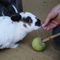 Rabbit Target Training