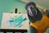 Parrot Artist
