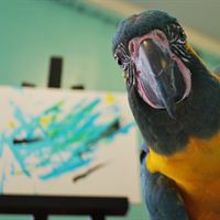 Parrot Artist