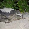 Vilu Reef Turtle