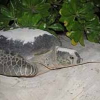 Vilu Reef Turtle