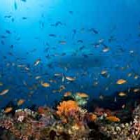 Underwater Vilu Reef