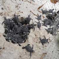 Vilu Reef Turtle Nest