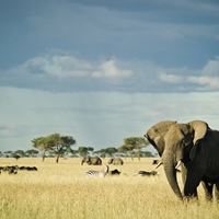 Singita Serengeti House