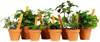 plantor i kruka