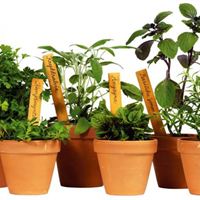 plantor i kruka